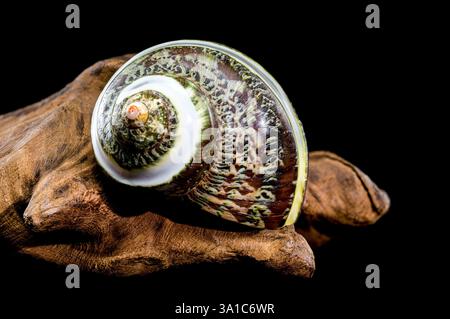Polierte GRÜNE JADE Banded Turbo EINSIEDLERKREBSE Sea Shell auf Treibholz vor schwarzem Hintergrund Stockfoto