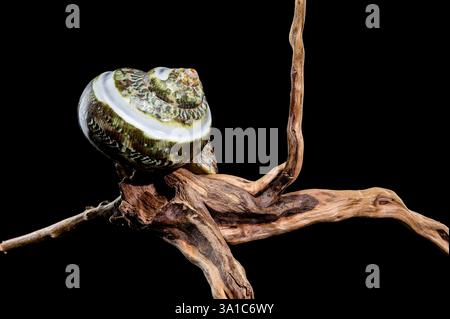Polierte GRÜNE JADE Banded Turbo EINSIEDLERKREBSE Sea Shell auf Treibholz vor schwarzem Hintergrund Stockfoto