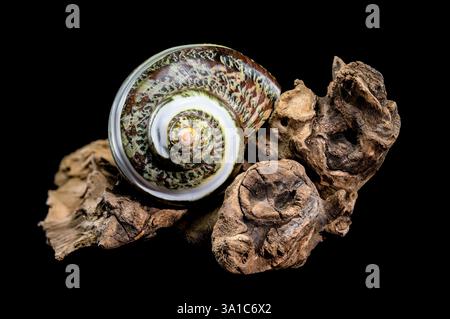 Polierte GRÜNE JADE Banded Turbo EINSIEDLERKREBSE Sea Shell auf Treibholz vor schwarzem Hintergrund Stockfoto