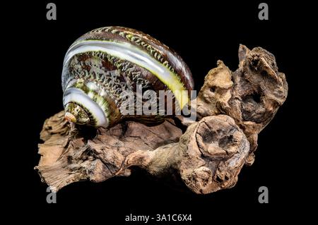 Polierte GRÜNE JADE Banded Turbo EINSIEDLERKREBSE Sea Shell auf Treibholz vor schwarzem Hintergrund Stockfoto
