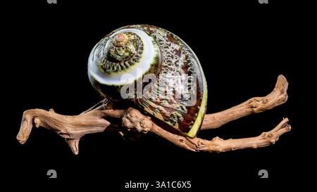 Polierte GRÜNE JADE Banded Turbo EINSIEDLERKREBSE Sea Shell auf Treibholz vor schwarzem Hintergrund Stockfoto