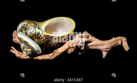 Polierte GRÜNE JADE Banded Turbo EINSIEDLERKREBSE Sea Shell auf Treibholz vor schwarzem Hintergrund Stockfoto