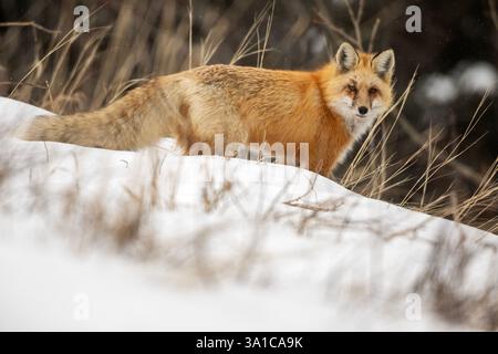 Rotfuchs (Vulpes vulpes), wachsam in einer verschneiten Landschaft, scannt die Umgebung. Stockfoto