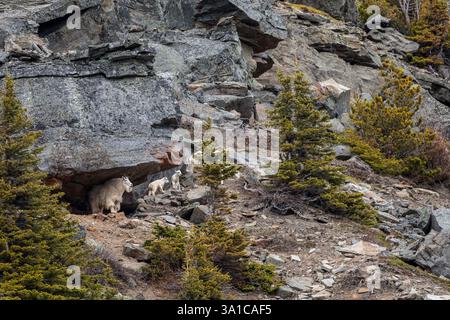 Bergziegen-Kindermädchen (Oreamnos americanus) mit Kindern, die unter einem felsigen Felsvorsprung in alpinem Lebensraum ruhen. Stockfoto