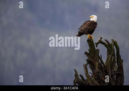 Der Weißkopfseeadler (Haliaeetus leucocephalus) hob auf einem verwitterten Baum und versicherte seine Umgebung. Stockfoto