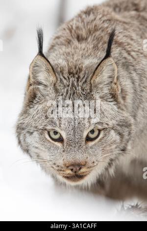 Kanadas Luchs (Lynx canadensis), der in einer verschneiten Winterlandschaft Beute verfolgt, konzentriert und aufmerksam. Stockfoto