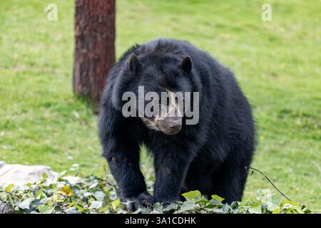 Brillenbär (Tremarctos ornatus), bekannt als Südamerikanischer Bär, Andenbär, Andenbär oder Bergbär. Jaime Duque Park, Metro Stockfoto
