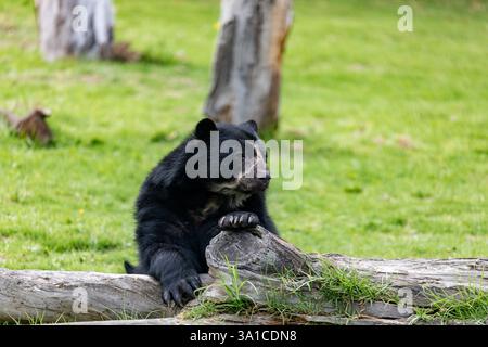 Brillenbär (Tremarctos ornatus), bekannt als Südamerikanischer Bär, Andenbär, Andenbär oder Bergbär. Jaime Duque Park, Metro Stockfoto