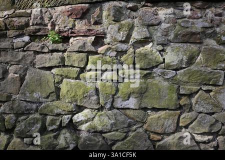 Eine Mauer aus Stein, auf der Moos wächst. Das Moos ist grün und die Wand grau Stockfoto