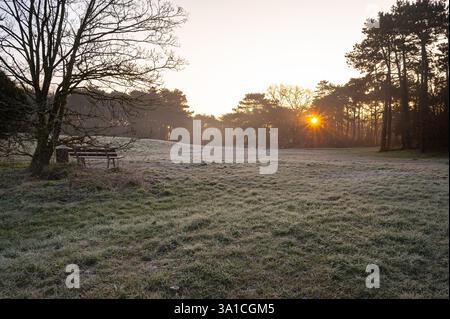 Frostgrasfeld in einem Wald bei Sonnenaufgang an einem kalten Wintermorgen Stockfoto