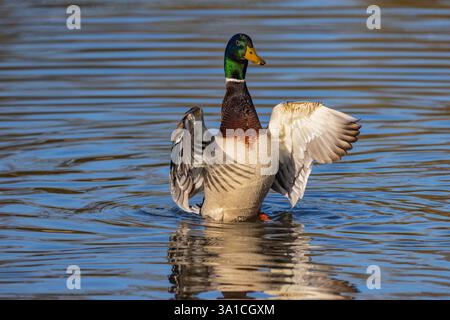 Stockenten dehnten ihre Flügel aus Stockfoto