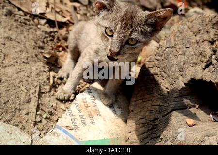 Eine Nahaufnahme eines streunenden Kätzchens mit staubigem Fell und intensiven gelben Augen, die inmitten von natürlichen Trümmern und zerrissenem Papier sitzen. Stockfoto