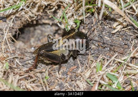 British Field Cricket (Gryllus campestris) Erwachsener männlicher Mann am Eingang des Baumes. Gryllidae. Sussex, Großbritannien Stockfoto