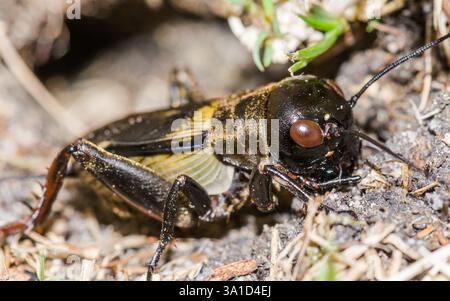 British Field Cricket (Gryllus campestris) Erwachsener männlicher Mann am Eingang des Baumes. Gryllidae. Sussex, Großbritannien Stockfoto