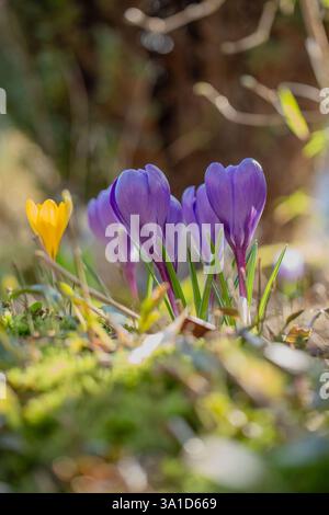 Violette und gelbe Krokusse blühen im Sonnenlicht des Frühjahrs Stockfoto