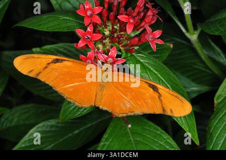 Weiblicher Julia-Schmetterling auf Penta-BLUMEN Stockfoto