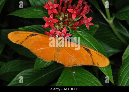 Weiblicher Julia-Schmetterling auf Penta-BLUMEN Stockfoto