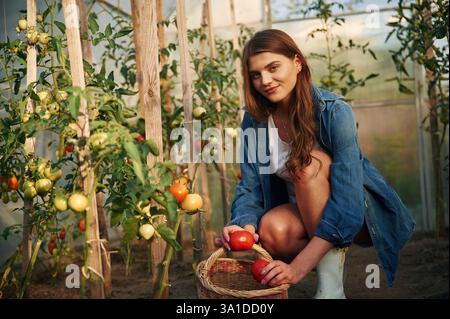 Frische rote Tomaten in den Händen. Die schöne junge Frau arbeitet im Garten. Stockfoto