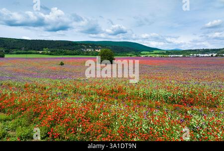 Ländliche Landschaft mit Mohnblumen im Frühling, Prievidza, Slowakei Stockfoto