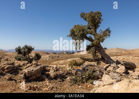 Die karge und nomadische Landschaft von Tisfoula in der Nähe von Ain Leuh ist durch erodierte dolosteinartige Felstürme charakterisiert, die wie Pilze geformt sind. Stockfoto