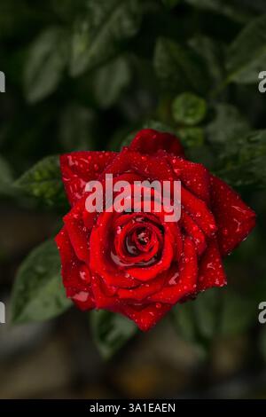 Stiel der roten Rose nach Regen mit Wassertropfen auf den Blättern Stockfoto