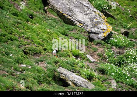 Farbenfroher Atlantischer Puffin auf den Rocky Cliffs des Skellig Islands County Kerry Irland Ein wunderschöner Seevögel in seinem natürlichen Lebensraum Stockfoto