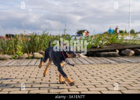 Schwarz-brauner dobermann-Welpe, der auf dem Hafenpier läuft. Doberman-Welpe mit natürlichen Ohren, natürlichem Schwanz im Freien in der Natur fotografiert. Stockfoto