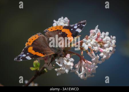Der Admiral Vanessa atalanta, Syn.: Pyrameis atalanta ist ein weit verbreiteter Schmetterling der nördlichen Hemisphäre aus der Familie der Edelfalter Nymphalidae., hier im forstbotanischen Garten in Köln. *** Der Admiral Vanessa atalanta, syn.: Pyrameis atalanta ist ein weit verbreiteter Schmetterling der nördlichen Hemisphäre aus der Familie der Nymphalidae, hier im waldbotanischen Garten in Köln. Nordrhein-Westfalen Deutschland, Deutschland GMS18734 Stockfoto