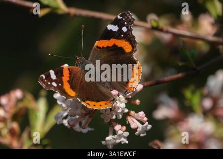 Der Admiral Vanessa atalanta, Syn.: Pyrameis atalanta ist ein weit verbreiteter Schmetterling der nördlichen Hemisphäre aus der Familie der Edelfalter Nymphalidae., hier im forstbotanischen Garten in Köln. *** Der Admiral Vanessa atalanta, syn.: Pyrameis atalanta ist ein weit verbreiteter Schmetterling der nördlichen Hemisphäre aus der Familie der Nymphalidae, hier im waldbotanischen Garten in Köln. Nordrhein-Westfalen Deutschland, Deutschland GMS18737 Stockfoto