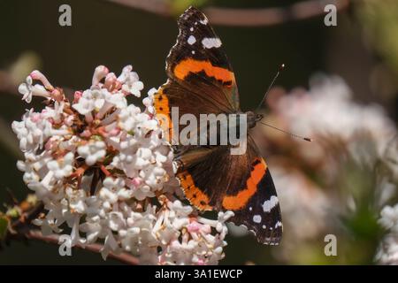 Der Admiral Vanessa atalanta, Syn.: Pyrameis atalanta ist ein weit verbreiteter Schmetterling der nördlichen Hemisphäre aus der Familie der Edelfalter Nymphalidae., hier im forstbotanischen Garten in Köln. *** Der Admiral Vanessa atalanta, syn.: Pyrameis atalanta ist ein weit verbreiteter Schmetterling der nördlichen Hemisphäre aus der Familie der Nymphalidae, hier im waldbotanischen Garten in Köln. Nordrhein-Westfalen Deutschland, Deutschland GMS18733 Stockfoto