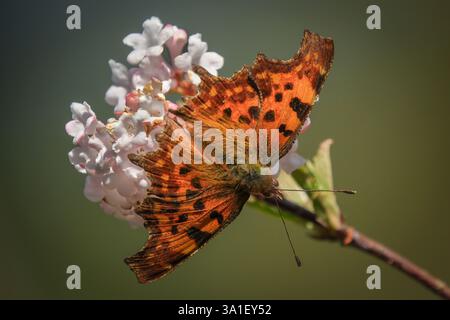 CC-Moth (Polygonia c-Album, syn.: Nymphalis c-Album) ist ein Schmetterling der Familie Nymphalidae, hier im Forest Botanical Garden Stockfoto