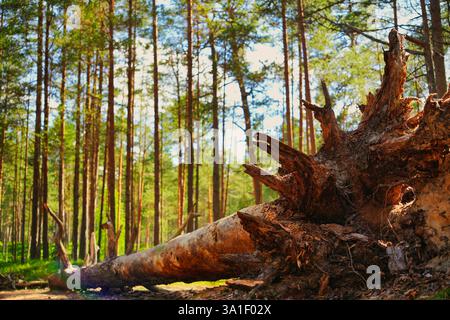 Ein gefallener Baum in einem dichten Wald mit hohen Kiefern und Sonnenlicht, das durch die Äste filtert. Stockfoto
