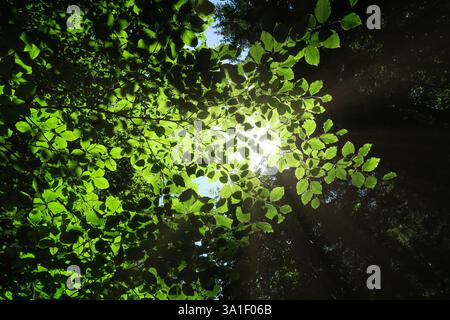Sonnenlicht, das durch üppig grüne Blätter in einem Walddach gefiltert wird. Stockfoto