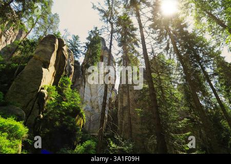 Sonnenlicht, das durch hohe Kiefern in einem üppigen Wald mit felsigen Klippen gefiltert wird. Stockfoto