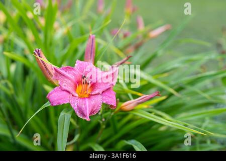 Rosa Blumen Hemerocallis Sommerwein. Taglilien blühen im Sommer nach Regen. Großaufnahme einer weinroten Taglilienblüte mit Rüschenblättern. Stockfoto