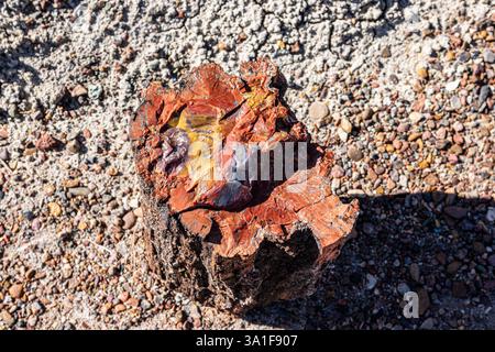 Der Giant Logs Trail ist ein kurzer Rundweg, um große Baumstämme aus versteinertem Holz zu sehen. Stockfoto