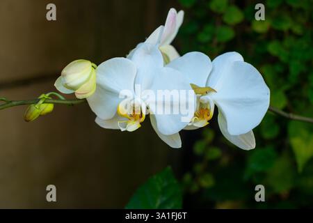 Schöne weiße Mondorchideenblüte, mit einigen noch geschlossenen Orchideenknospen, in einem Garten im Freien, mit geringer Tiefe des Feldes aufgenommen Stockfoto