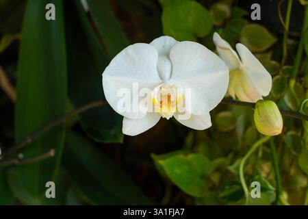 Schöne weiße Mondorchideenblüte, mit einigen noch geschlossenen Orchideenknospen, in einem Garten im Freien, mit geringer Tiefe des Feldes aufgenommen Stockfoto