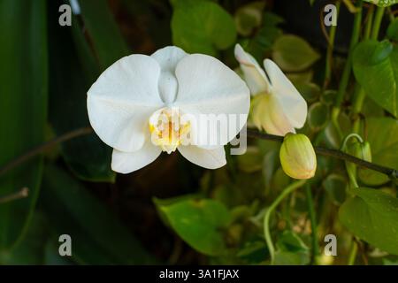 Schöne weiße Mondorchideenblüte, mit einigen noch geschlossenen Orchideenknospen, in einem Garten im Freien, mit geringer Tiefe des Feldes aufgenommen Stockfoto