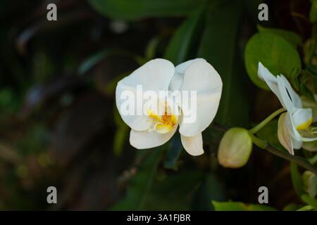 Schöne weiße Mondorchideenblüte, mit einigen noch geschlossenen Orchideenknospen, in einem Garten im Freien, mit geringer Tiefe des Feldes aufgenommen Stockfoto