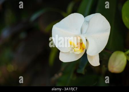 Schöne weiße Mondorchideenblüte, mit einigen noch geschlossenen Orchideenknospen, in einem Garten im Freien, mit geringer Tiefe des Feldes aufgenommen Stockfoto