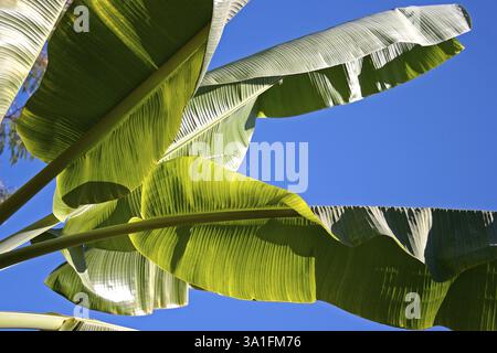 Bananenblätter gegen blauen Himmel Stockfoto