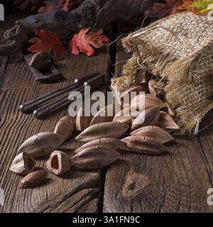 Canarium ovatum, allgemein bekannt als Pili ist eine Pflanzenart aus der Gattung der tropischen Baum Stockfoto