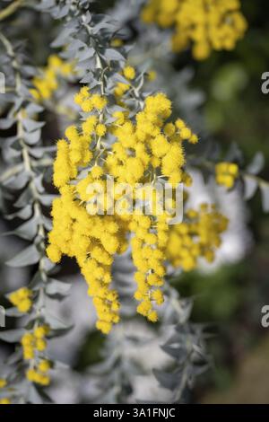 Blumen von einer Cootamundra acacia oder Baileys acacia (Acacia baileyana) Stockfoto