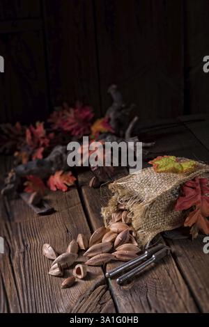 Canarium ovatum, allgemein bekannt als Pili ist eine Pflanzenart aus der Gattung der tropischen Baum Stockfoto