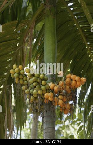 Aus nächster Nähe sehen Sie Betelnüsse auf der Areca Palm in Shrivardhan, Konkan Coast, District Raigad, Maharashtra, Indien, Asien Stockfoto