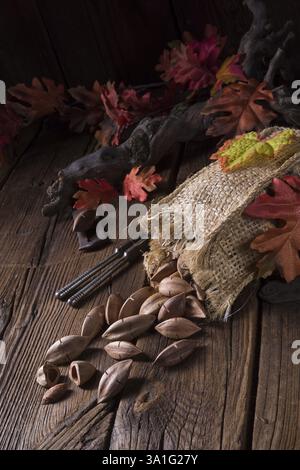 Canarium ovatum, allgemein bekannt als Pili ist eine Pflanzenart aus der Gattung der tropischen Baum Stockfoto
