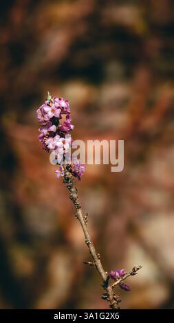 Makroaufnahme von Hyazinth Flowers Frühjahr 2025 Stockfoto