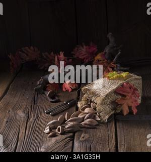 Canarium ovatum, allgemein bekannt als Pili ist eine Pflanzenart aus der Gattung der tropischen Baum Stockfoto