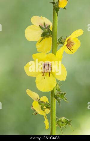 Twiggy Mullein (Verbascum virgatum) Pflanzenblume auf neutralem Hintergrund Stockfoto